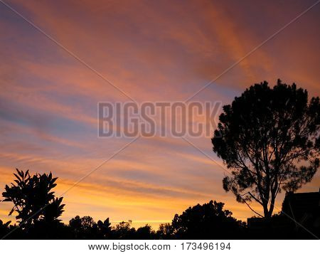 High cirrus clouds turning pink, gold, blue as sun sets; silhouetted   plants on lower border, lots of copy space.