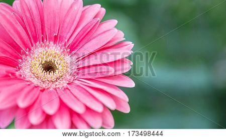 Closeup red chrysanthemun flower on blurred garden view background with copy space