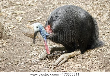 the southern cassowary is sitting down resting in a dirt paddock