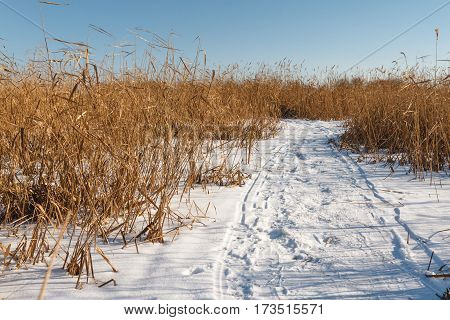 Seedy Reed Stalks