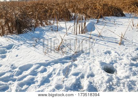 Seedy Reed Stalks