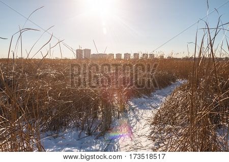 Seedy Reed Stalks