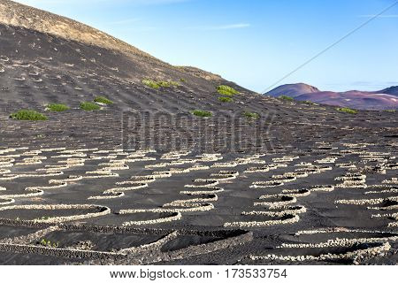 Vineyards Of La Geria On Volcanic Soil