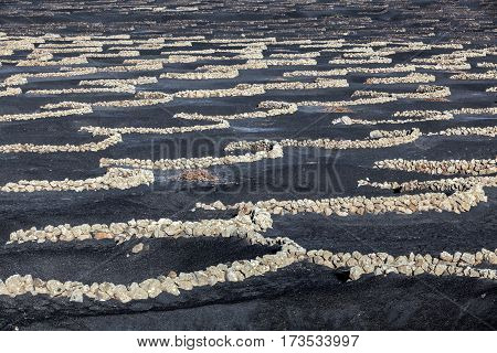 Vineyards Of La Geria On Volcanic Soil