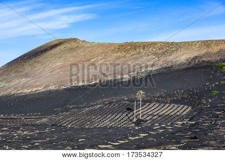 Vineyards Of La Geria On Volcanic Soil