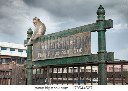 close up portrait of young monkey is sitting on the gate in Lopburi,Thailand
