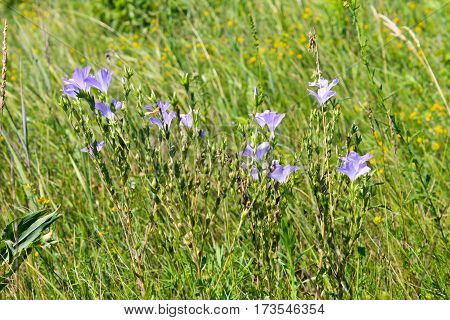 Common linen or flax (linum usitatissimum) on the meadow
