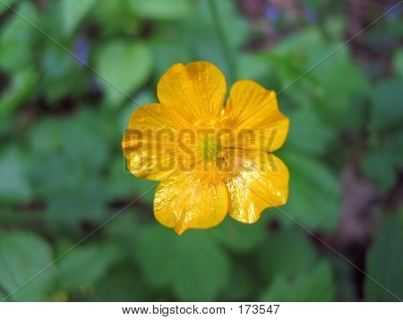 17505 Buiska 032a