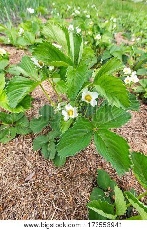 strawberry blossoms. horizontal frame. top view. no people
