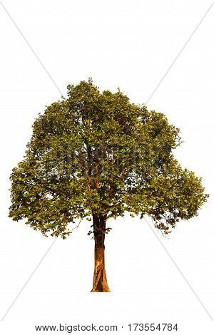 Single tree on white sky background.Single tree on white sky background. make clipping path Isolated