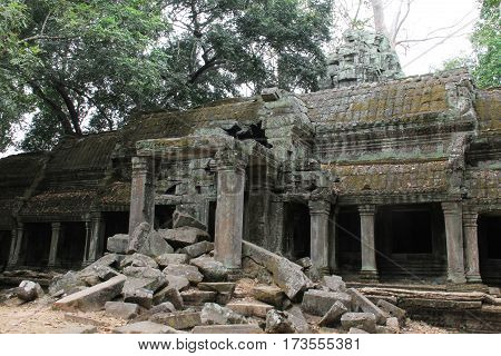 Ruins overgrown by huge tree Ta Prohm temple. Angkor Siem Reap. Cambodia.