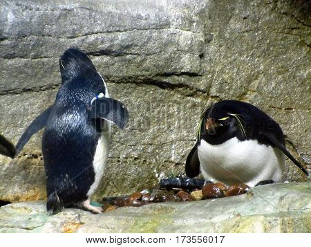 Penguin family on a rock going swimming