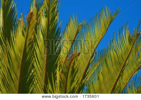 Palm Frawns