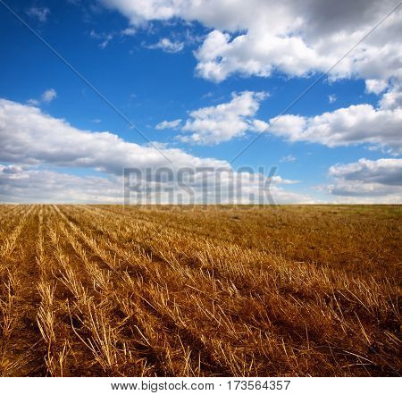 field after harverst      