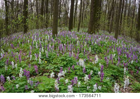 Springtime in deciduous forest. Blossom birthwort flowers create multicolored flower-bed.