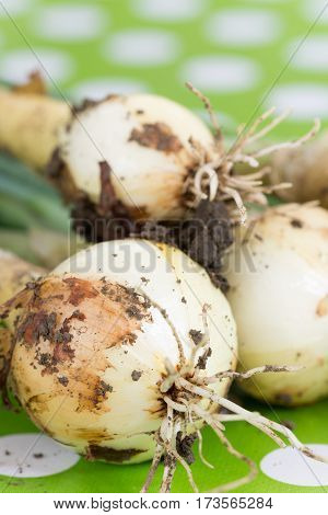 Fresh Young Onions On The Table