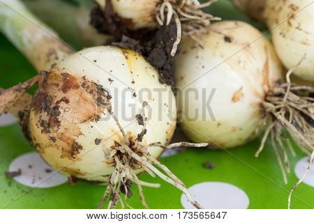 Close Up Macro Young Onions With Soil