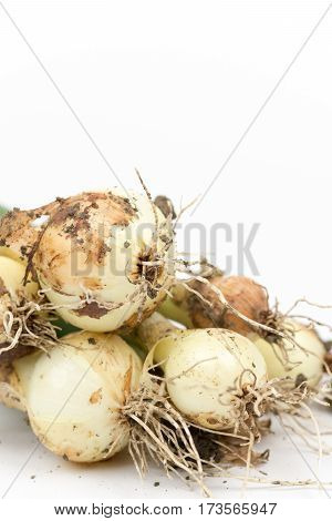 Close Up Macro Young Onions With Soil