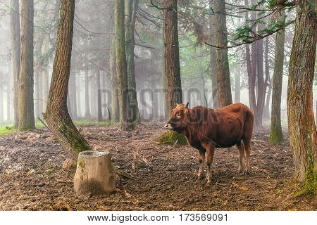 red brown cow standing and chew the cud in the woods with mist background