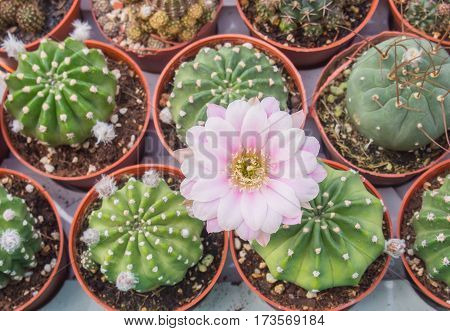 Cactus desert wildflowers blooming pink eyes. Among Thorns