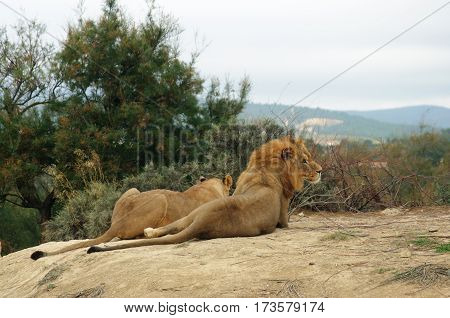 Pair of lions in safari park in Sigean, France