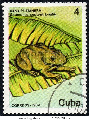 UKRAINE - CIRCA 2017: A stamp printed in Cuba shows a frog Rana platanera Osteopilus septentrionalis circa 1984
