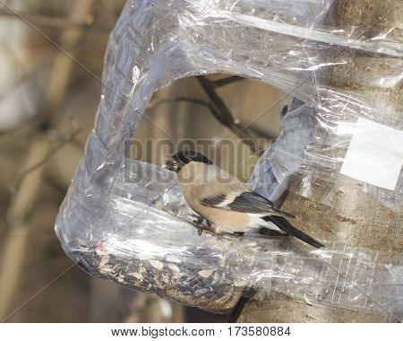 Brown Female of Eurasian Bullfinch Pyrrhula pyrrhula close-up portrait at bird feeder from plastic bottle selective focus shallow DOF