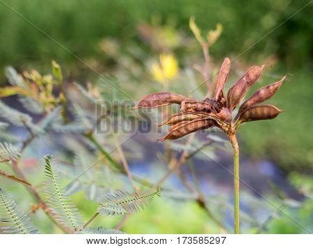 Grass mimosa weed removal is difficult propagation speed created problems for many farmers.