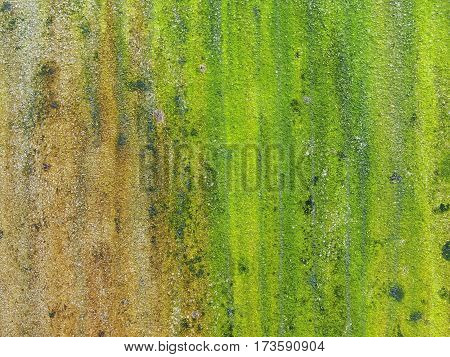 Closeup of rough green textured background of moss on the surface morta