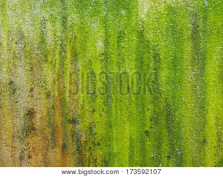Closeup of rough green textured background of moss on the surface mortar.