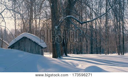 Winter forest in a hoarfrost. Small wooden house. Snowfall 4K