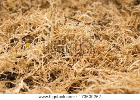 Beautiful dried sphagnum moss. Macro shot. Stock image.
