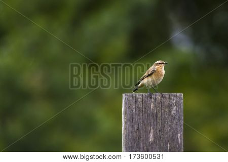 Common Wheatear (oenanthe Oenanthe)