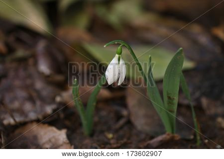 Close up of snowdrop flowers in spring season. First flowers that blossom after a long winter. Magic view of spring flower.