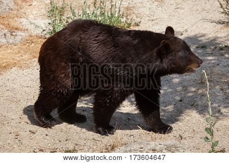 American black bear (Ursus americanus).