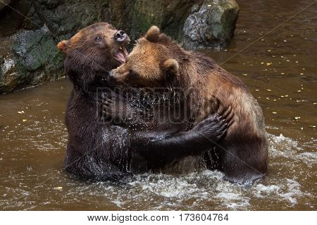 Kamchatka brown bears (Ursus arctos beringianus), also known as the Far Eastern brown bears fighting in water.