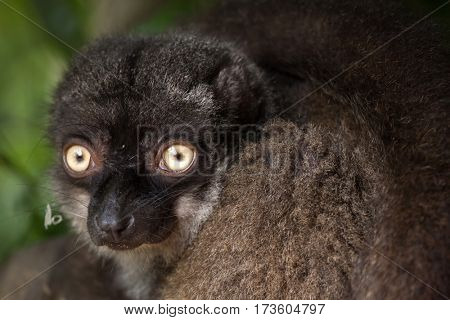 Female white-headed lemur (Eulemur albifrons), also known as the white-fronted brown lemur. 