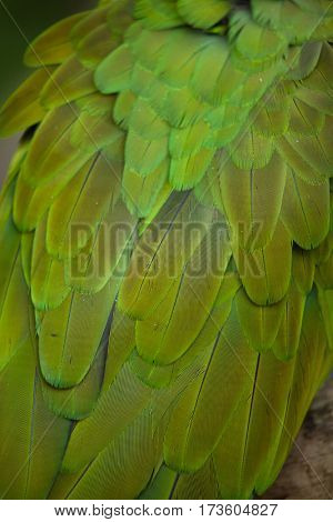 Green military macaw (Ara militaris). Plumage texture.