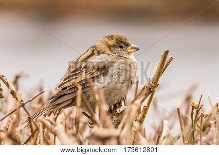 House sparrow (Passer domesticus) is a bird of the sparrow family Passeridae, found in most parts of the world.