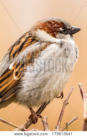 House sparrow (Passer domesticus) is a bird of the sparrow family Passeridae, found in most parts of the world.