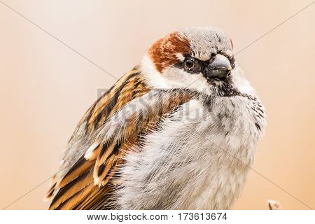 House sparrow (Passer domesticus) is a bird of the sparrow family Passeridae, found in most parts of the world.