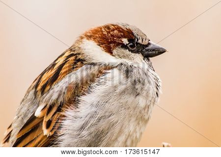 House sparrow (Passer domesticus) is a bird of the sparrow family Passeridae, found in most parts of the world.