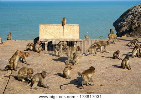 wild monkeys near the sea in Thailand