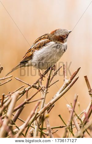 House sparrow (Passer domesticus) is a bird of the sparrow family Passeridae, found in most parts of the world.