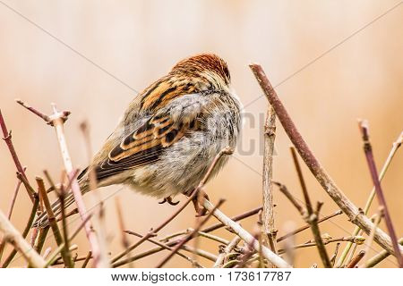 House sparrow (Passer domesticus) is a bird of the sparrow family Passeridae, found in most parts of the world.