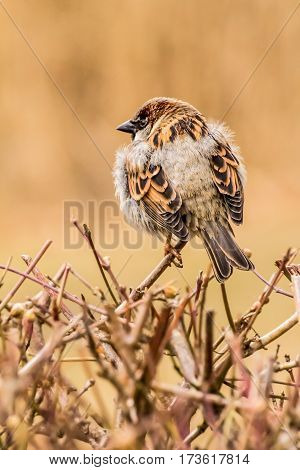 House sparrow (Passer domesticus) is a bird of the sparrow family Passeridae, found in most parts of the world.