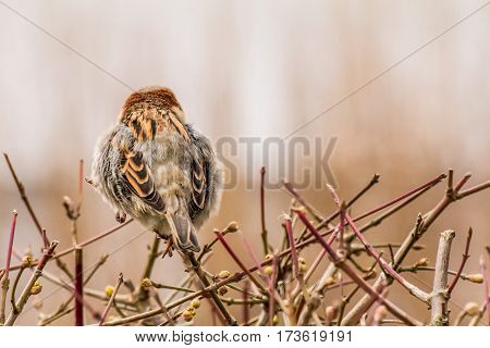 House sparrow (Passer domesticus) is a bird of the sparrow family Passeridae, found in most parts of the world.