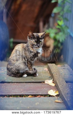 A small mottled torti calico kitten sitting on a old wooden boards in the garden.