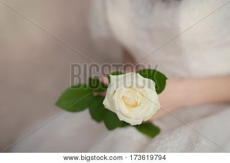 Beautiful delicate white rose in the hands of the bride