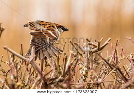 House sparrow (Passer domesticus) is a bird of the sparrow family Passeridae, found in most parts of the world.